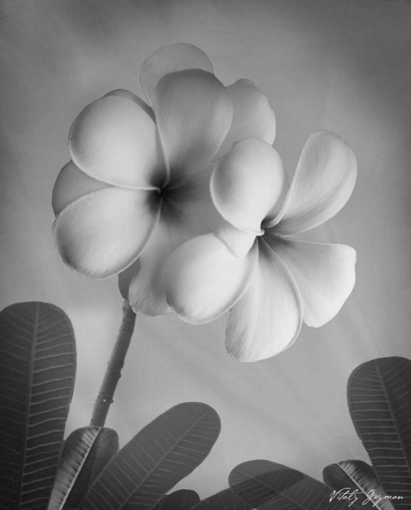 Art Print: Plumeria I