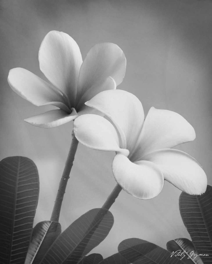 Art Print: Plumeria II