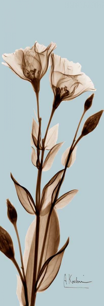 Wall art: Tulip Pair  Brown on Blue, by Koetsier, Albert