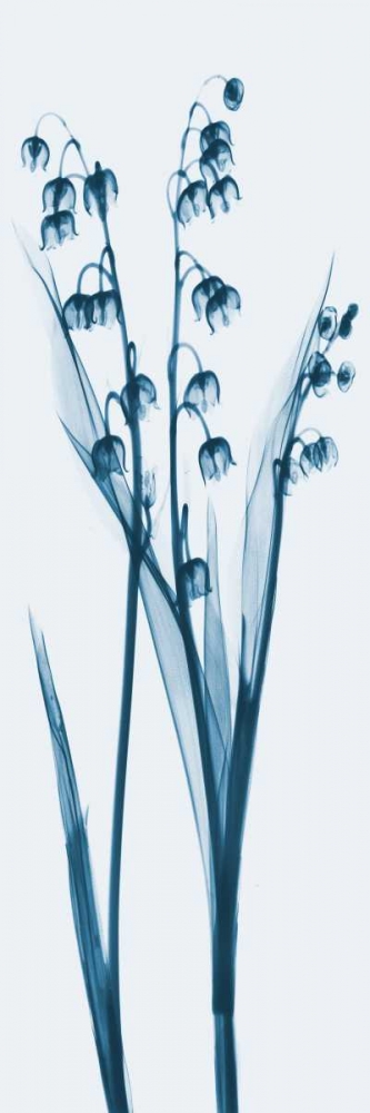 Wall art: Lily of the Valley in Blue, by Koetsier, Albert