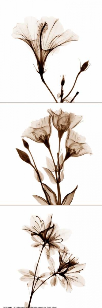 Wall art: Sepia Floral Tryp Tych I, by Koetsier, Albert