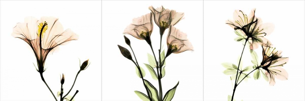 Wall art: Pink Floral Tryp Tych I, by Koetsier, Albert