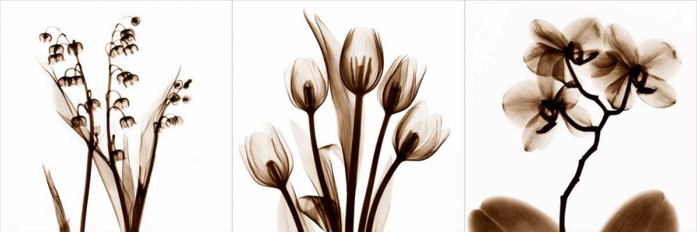 Wall art: Sepia Floral Tryp Tych II, by Koetsier, Albert