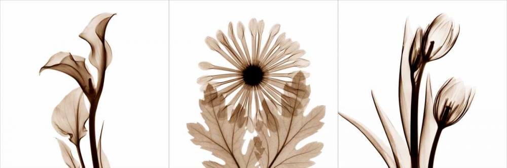 Wall art: Sepia Floral Tryp Tych III, by Koetsier, Albert