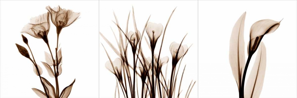 Wall art: Sepia Floral Tryp Tych IV, by Koetsier, Albert