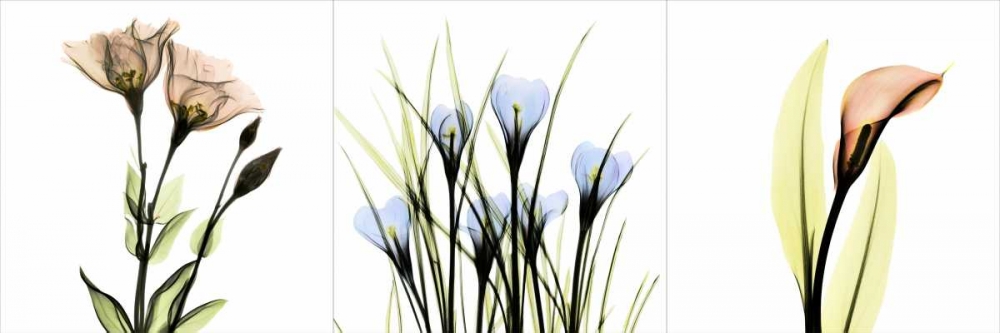 Wall Art Painting id:22076, Name: Multi-color Floral Tryp Tych I, Artist: Koetsier, Albert