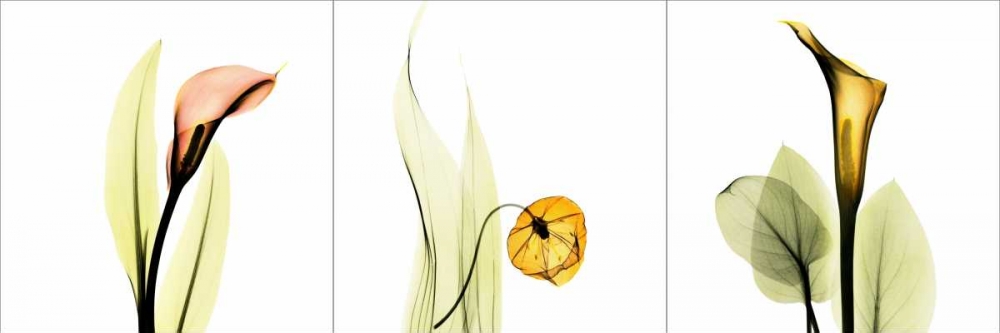 Wall Art Painting id:22081, Name: Sandersonia Triple, Artist: Koetsier, Albert