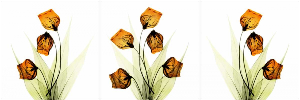 Wall Art Painting id:22082, Name: Sandersonia Triple in Gold, Artist: Koetsier, Albert