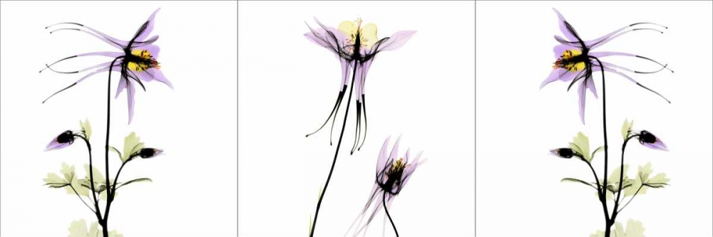 Wall art: Columbine Triple, by Koetsier, Albert