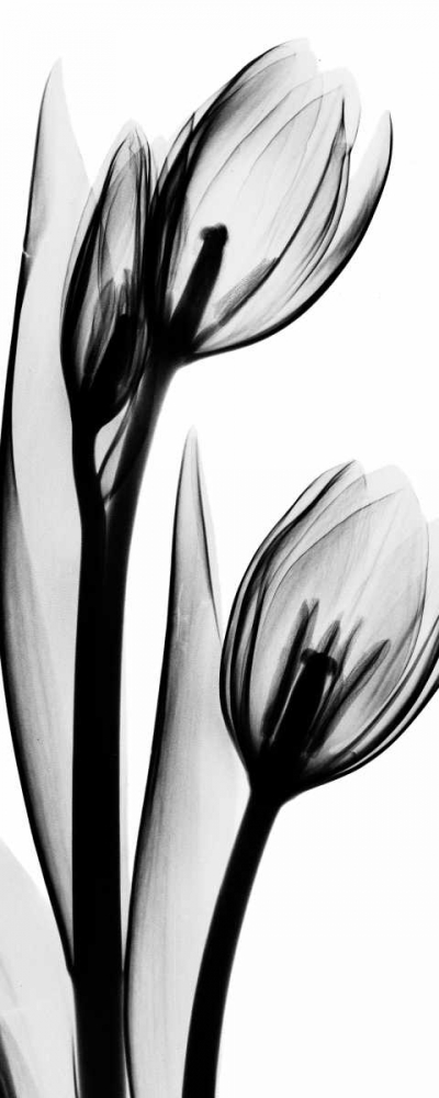 Wall art: Tulip in BandW2, by Koetsier, Albert