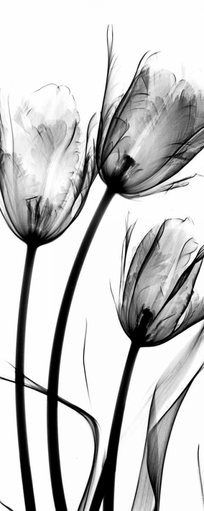 Wall art: Tulips, by Koetsier, Albert