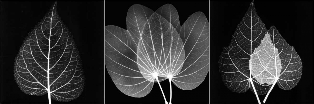 Wall art: Leaf Triple on Black 2, by Koetsier, Albert