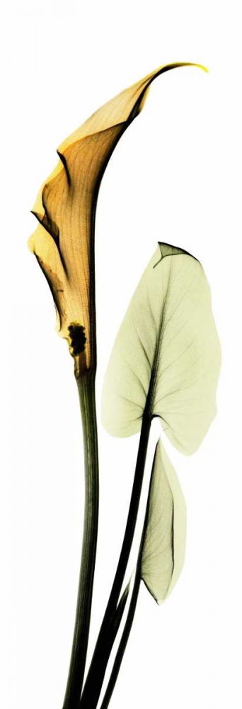 Wall art: Calla Lily in Gold 2, by Koetsier, Albert