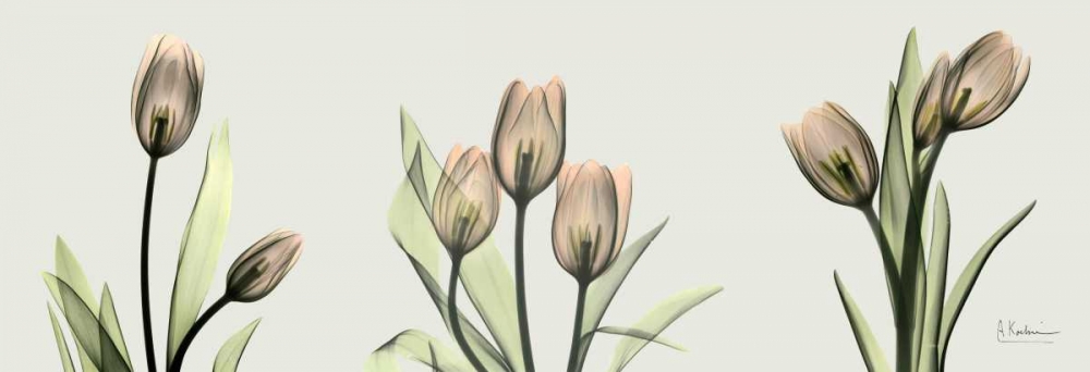 Wall art: Spring  Tulip Triple, by Koetsier, Albert