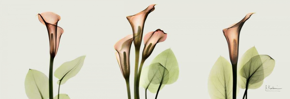 Wall art: Spring Calla Lily Triple, by Koetsier, Albert
