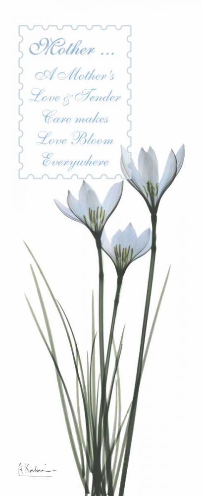 Wall art: White Rain Lily - Mother, by Koetsier, Albert