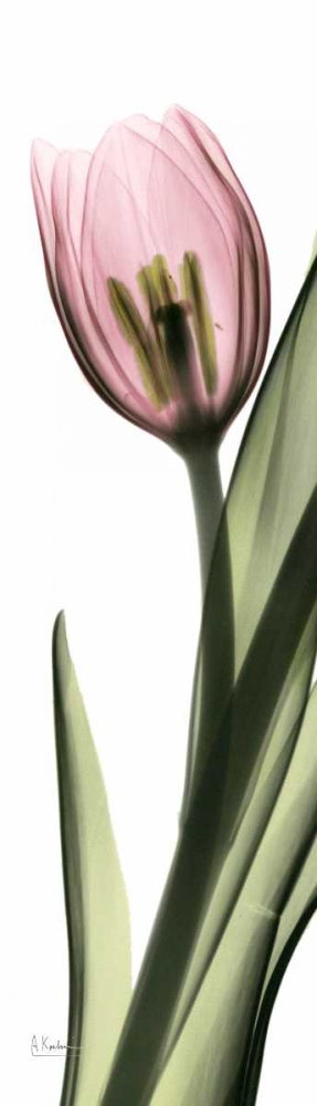 Wall art: Tulip in Color 2, by Koetsier, Albert