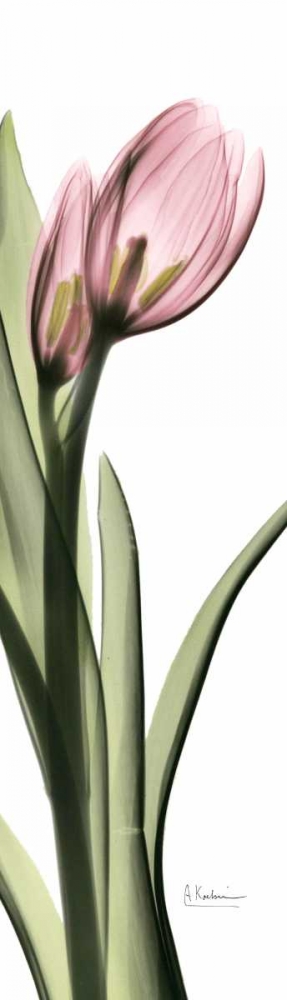 Wall art: Tulip in Color 1, by Koetsier, Albert