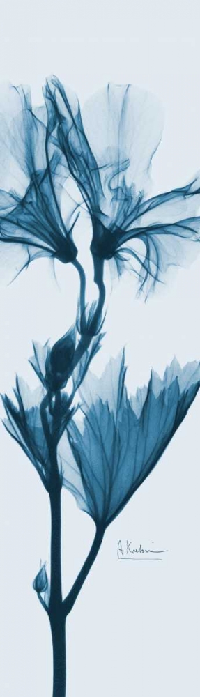 Wall art: Geranium in Blue, by Koetsier, Albert