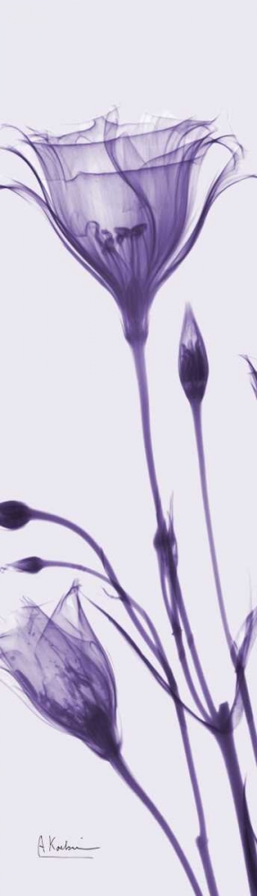 Wall art: Gentian in Purple, by Koetsier, Albert
