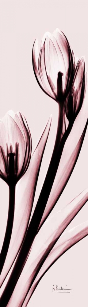 Wall art: Tulip on Pink, by Koetsier, Albert