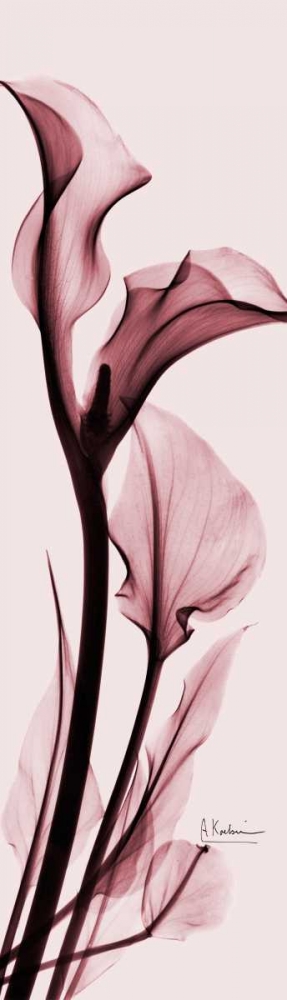 Wall art: Calla Lily on Pink, by Koetsier, Albert