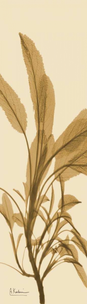 Wall art: Sage Brown on Beige, by Koetsier, Albert