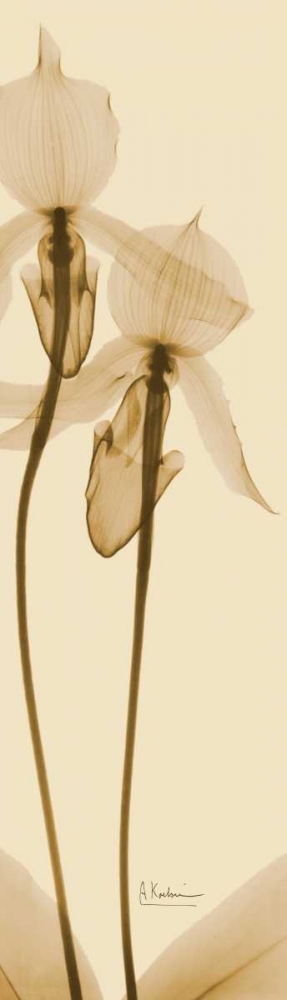 Wall art: Orchid Brown on Beige 2, by Koetsier, Albert