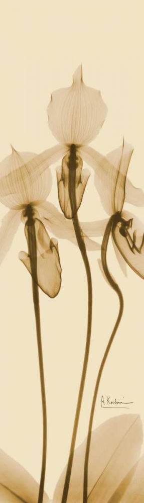 Wall art: Orchid Brown on Beige, by Koetsier, Albert