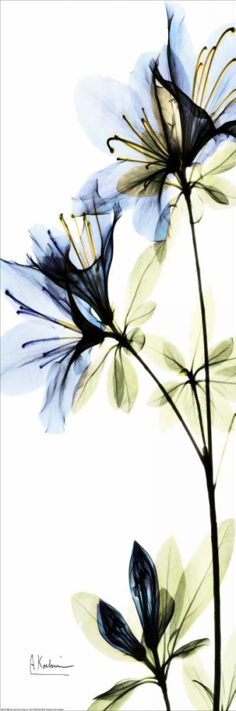 Wall art: Blue Azalea, by Koetsier, Albert