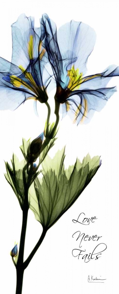 Wall art: Geranium - Love, by Koetsier, Albert