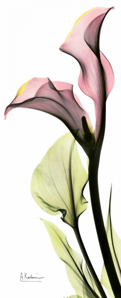 Wall art: Calla Lily in Color, by Koetsier, Albert