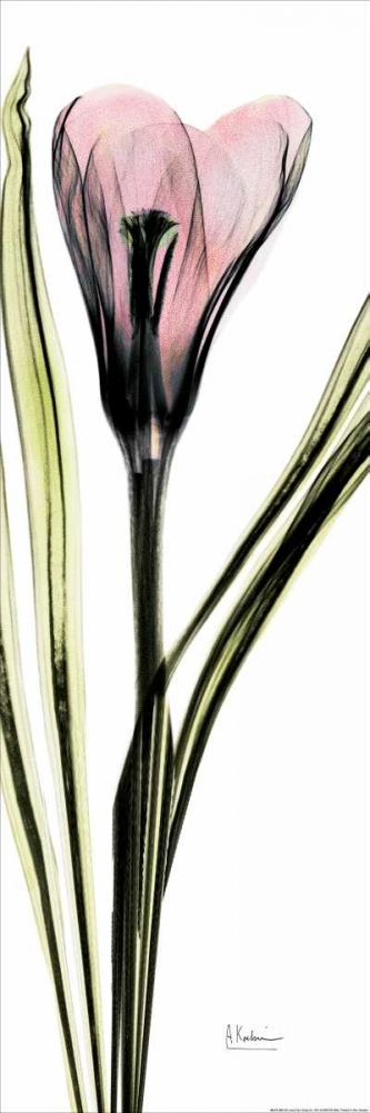 Wall art: Crocus in Color, by Koetsier, Albert