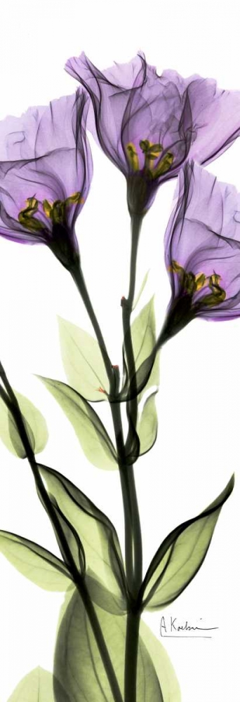 Wall art: Gentian in Color, by Koetsier, Albert