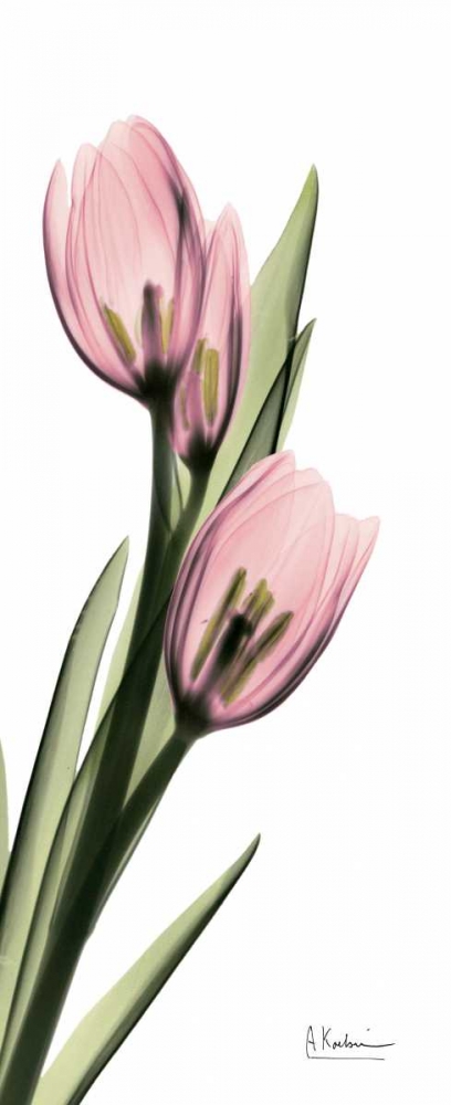 Wall art: Tulips in Pink, by Koetsier, Albert