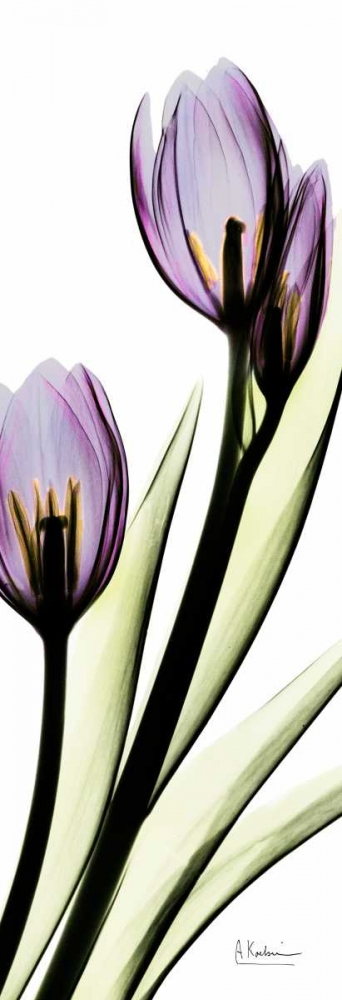 Wall art: Tulip in Purple, by Koetsier, Albert
