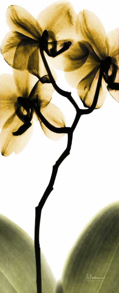 Wall art: Orchid in Gold, by Koetsier, Albert