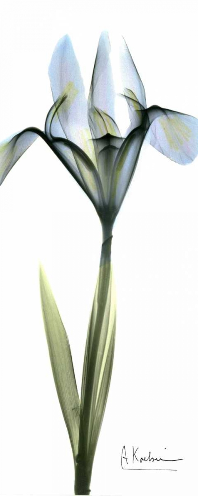 Wall art: Iris in Blue, by Koetsier, Albert