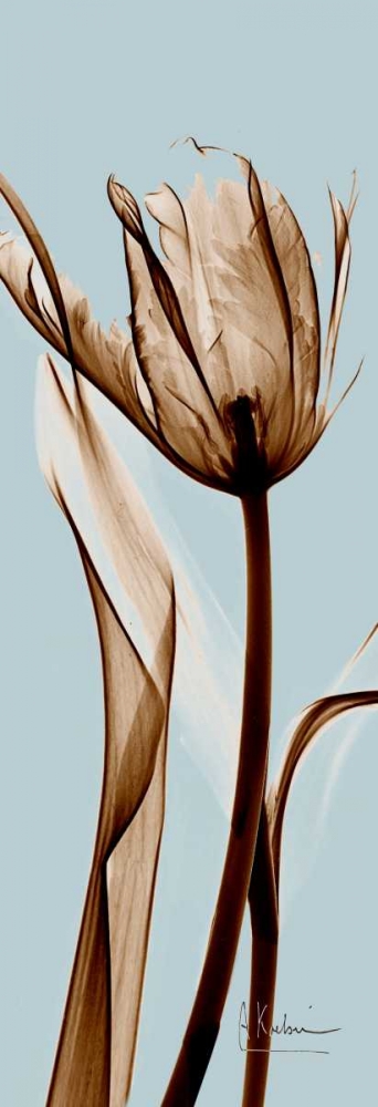 Wall art: Tulip Brown on Blue, by Koetsier, Albert