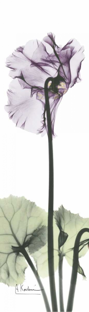 Wall art: Cyclamen in Purple, by Koetsier, Albert