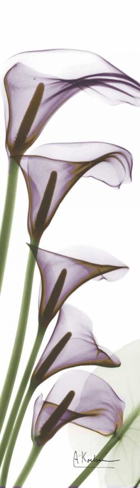 Wall art: Calla Lilies in Purple, by Koetsier, Albert