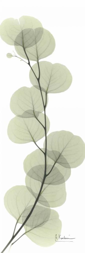 Wall art: Eucalyptus in Green, by Koetsier, Albert