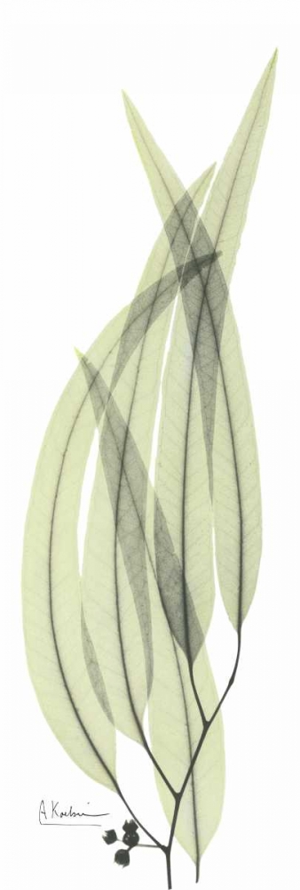 Wall art: Eucalyptus in Green 2, by Koetsier, Albert