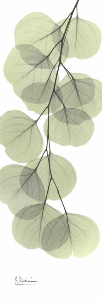 Wall art: Eucalyptus in Green 3, by Koetsier, Albert