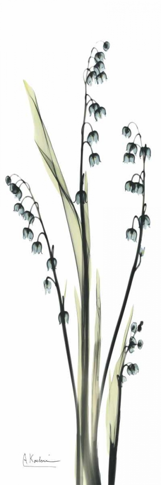 Wall art: Lily of the Valley in Blue, by Koetsier, Albert