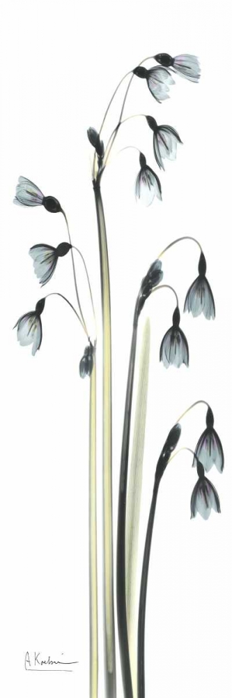 Wall art: Snow Drop Galanthus, by Koetsier, Albert