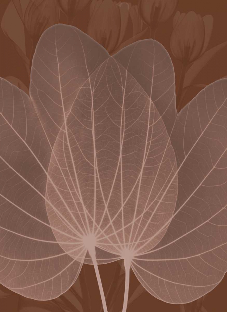 Wall Art Painting id:22151, Name: Orchid Tree Fan, Artist: Koetsier, Albert