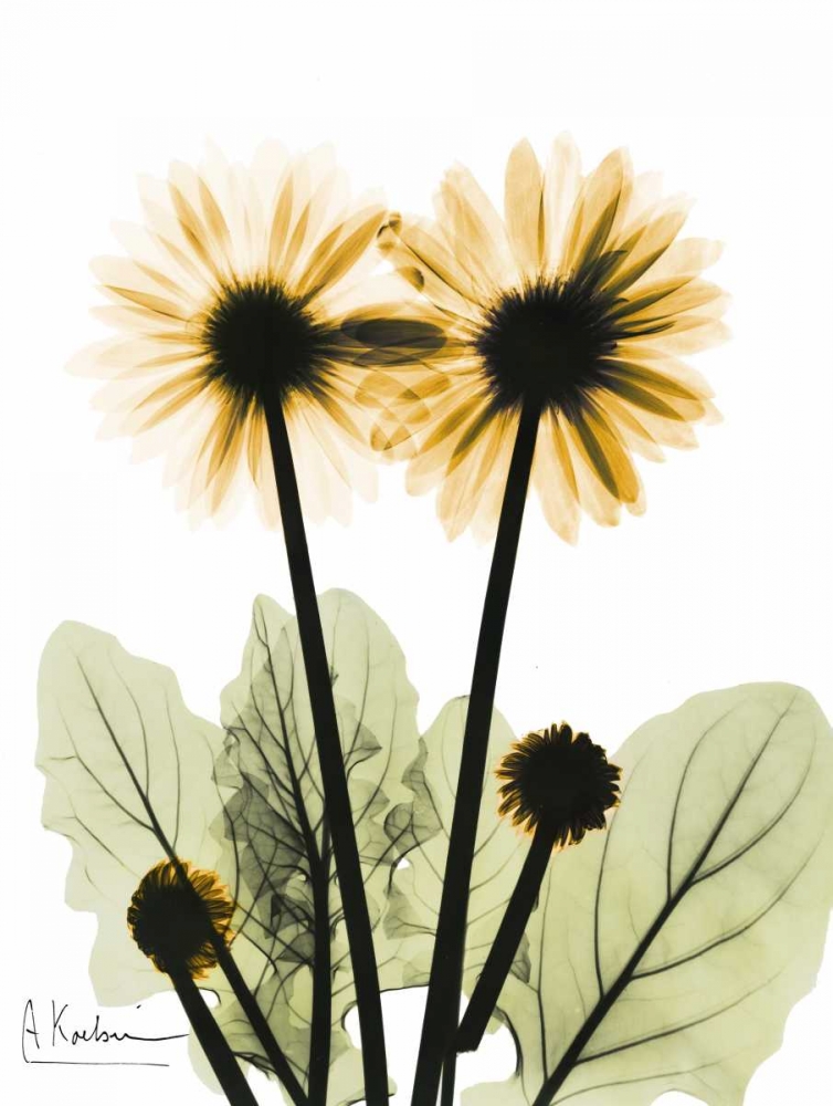 Wall art: Gerbera in Color 2, by Koetsier, Albert