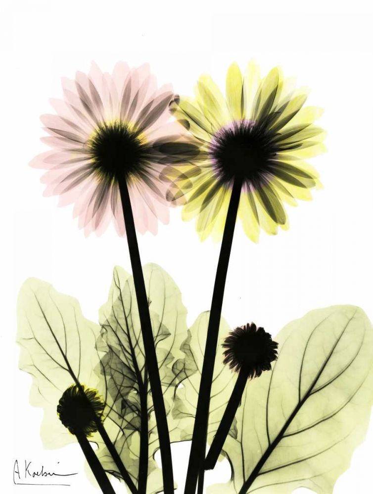 Wall art: Gerbera in Color, by Koetsier, Albert