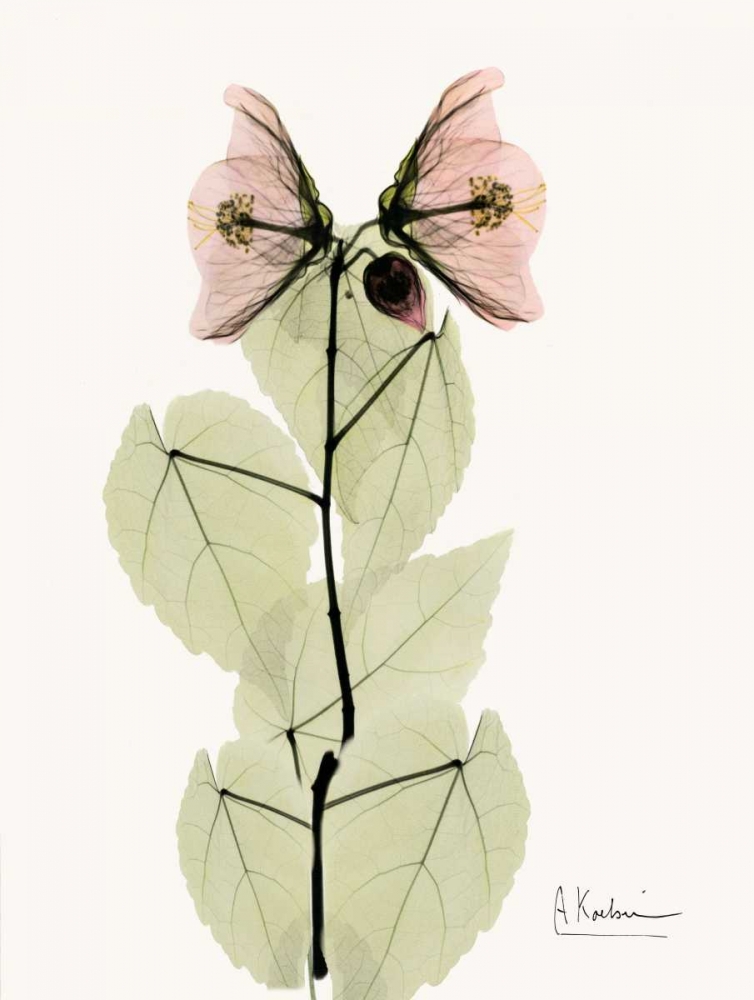 Wall art: Abutulon Pair, by Koetsier, Albert